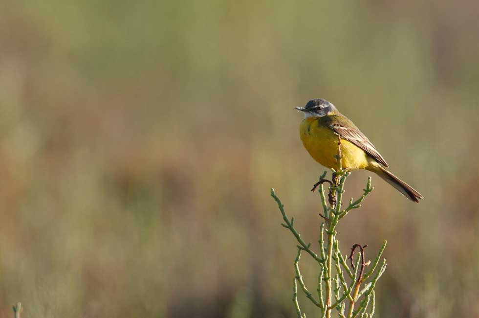 Imagen 5 de la galería de Lavandera boyera - Western Yellow Wagtail
